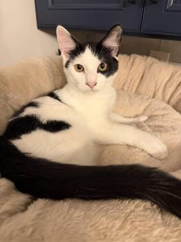 Zepplin w/Ozzy -  Domestic Short Hair Cat for Adoption in Greenwich Township, New Jersey - Zepplin W/Ozzy | PetCurious