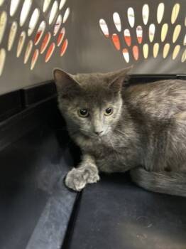 Rescue Domestic Long Hair and Domestic Short Hair Cats for Adoption in Leander, Texas - Mattie | PetCurious