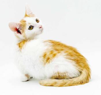 Cinnamon is a crazy cute - Fuzzy adorable - OLD ENOUGH TO GO SOL -  Turkish Van and Tabby Cat for Adoption in Bedford Hills, New York - Cinnamon Is A Crazy Cute - Fuzzy Adorable - OLD ENOUGH TO GO SOL | PetCurious