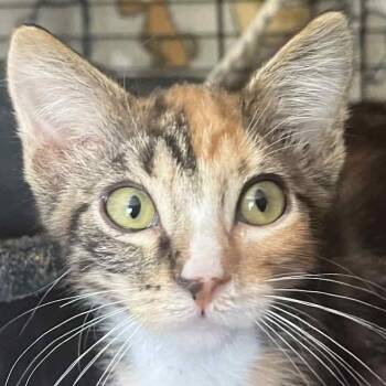 Rescue Domestic Short Hair Cats for Adoption in Robinson, Illinois - Patsy | PetCurious