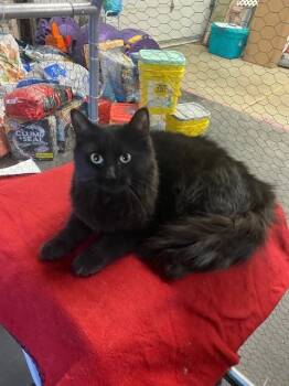 Rescue Domestic Long Hair Cats for Adoption - Ebony | PetCurious