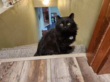 CLARK -  Domestic Medium Hair Cat for Adoption in Grand Forks, North Dakota - CLARK | PetCurious