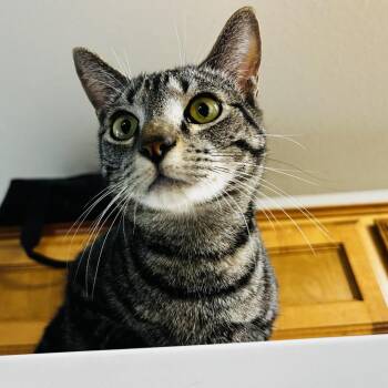Apple -  Domestic Short Hair Cat for Adoption in Fort Worth, Texas - Apple | PetCurious