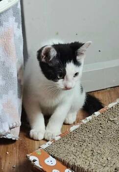 Ring Pop -  Domestic Short Hair Cat for Adoption in Chicago, Illinois - Ring Pop | PetCurious