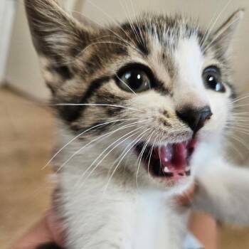Domestic Medium Hair Cats Available for Adoption in Delta, Alabama - Puff | PetCurious