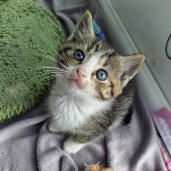 Rescue Domestic Short Hair Cats for Adoption in Reisterstown, Maryland - Thistle (paired With A Sibling) | PetCurious