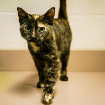 Rescue Domestic Short Hair Cats for Adoption in Versailles, Kentucky - Cornucopia | PetCurious