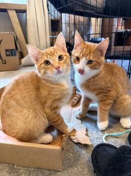 Freddy and Tyler -  Domestic Short Hair Cat for Adoption in Melrose, Massachusetts - Freddy And Tyler | PetCurious