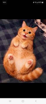 Domestic Short Hair Cats Available for Adoption - Pumpkin | PetCurious