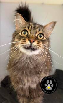 Charlie -  Domestic Long Hair Cat for Adoption in Delson, Quebec - Charlie | PetCurious