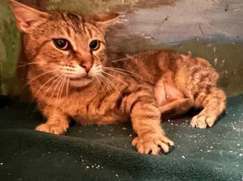 Domestic Short Hair Cats Available for Adoption in Windsor, Connecticut - Buttercup | PetCurious