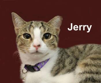 Jerry Shes. (sweet sister to Sport, Berry, Wynne, & Tommi) -  Domestic Short Hair and Tabby Cat for Adoption in Stowe, Pennsylvania - Jerry Shes. (sweet Sister To Sport, Berry, Wynne, & Tommi) | PetCurious