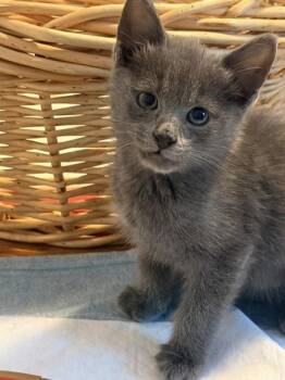 Cucumber -  Domestic Short Hair Cat for Adoption - Cucumber | PetCurious