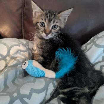 Saja -  Domestic Short Hair Cat for Adoption in Las Vegas, Nevada - Saja | PetCurious