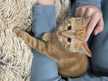 Rescue Domestic Medium Hair and Maine Coon Cats for Adoption in Sandy Springs, Georgia - Roo | PetCurious