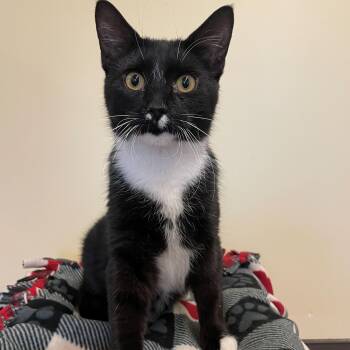 Domestic Short Hair Cats Available for Adoption in Rochester, Minnesota - Fridley | PetCurious