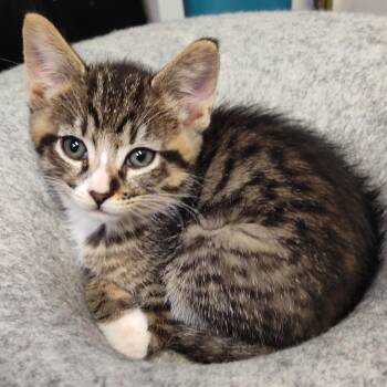 Stefano -  Domestic Short Hair and Tabby Cat for Adoption in Wilsonville, Oregon - Stefano | PetCurious