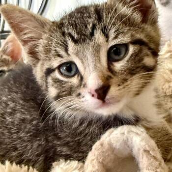 Loafer 56189 -  Domestic Short Hair Cat for Adoption in Eaton Rapids, Michigan - Loafer 56189 | PetCurious