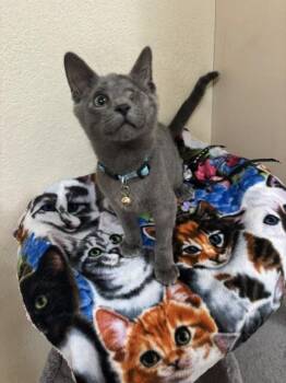 Granite -  Domestic Short Hair Cat for Adoption in Fort Collins, Colorado - Granite | PetCurious