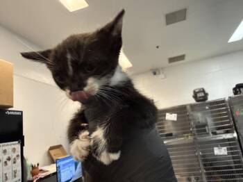 A1926449 -  Domestic Short Hair Cat for Adoption in Thousand Palms, California - A1926449 | PetCurious