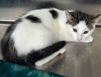 Rescue Domestic Short Hair Cats for Adoption in Allegan, Michigan - Newton | PetCurious