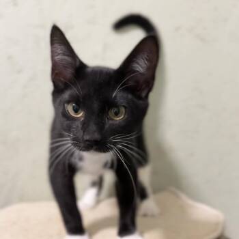 Willa -  Domestic Short Hair Cat for Adoption in Cumming, Georgia - Willa | PetCurious