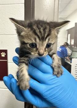 KAMILLA -  Domestic Short Hair Cat for Adoption in Derwood, Maryland - KAMILLA | PetCurious