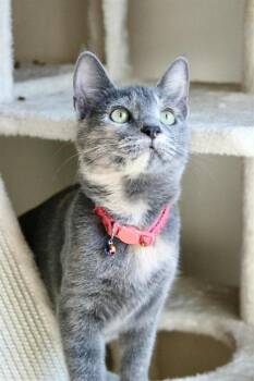Rescue Domestic Short Hair Cats for Adoption in St. Peters, Missouri - TEMPERANCE | PetCurious