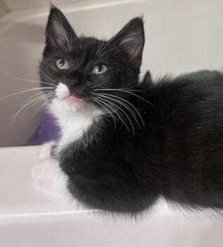 Ivy -  Tuxedo and Domestic Short Hair Cat for Adoption in Phoenix, Arizona - Ivy | PetCurious