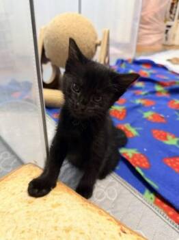 Speedy -  Domestic Short Hair Cat for Adoption in Fishers, Indiana - Speedy | PetCurious
