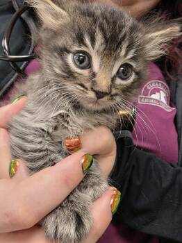 Chamomile -  Tabby Cat for Adoption in Sammamish, Washington - Chamomile | PetCurious
