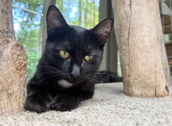 Espresso -  Domestic Short Hair Cat for Adoption in Maple Ridge, British Columbia - Espresso | PetCurious