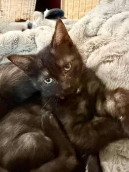 Leia -  Domestic Short Hair Cat Available for Adoption in The Woodlands, Texas - Leia | PetCurious
