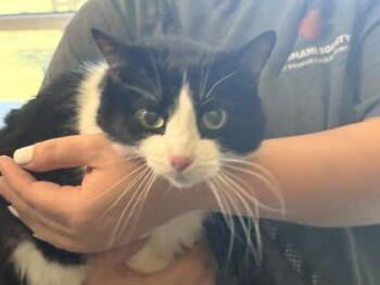 Reverend Purrbox -  Domestic Short Hair Cat for Adoption in Memphis, Tennessee - Reverend Purrbox | PetCurious