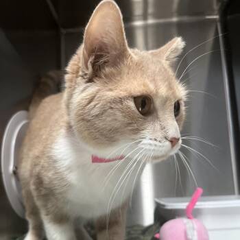 Domestic Short Hair Cats Available for Adoption - Sweetcakes | PetCurious