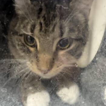 Domestic Short Hair Cats Available for Adoption - Butterscotch | PetCurious