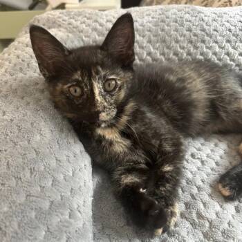 Coraline -  Domestic Medium Hair Cat for Adoption in Liverpool, Texas - Coraline | PetCurious