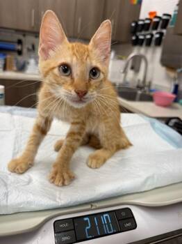 CHEF RAMSAY -  Domestic Short Hair Cat for Adoption in Baytown, Texas - CHEF RAMSAY | PetCurious