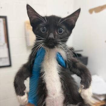 Little Miss Texas -  Domestic Short Hair Cat for Adoption in Edinburg, Texas - Little Miss Texas | PetCurious