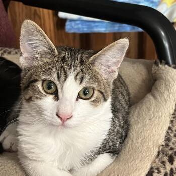 Skipper -  Domestic Short Hair Cat for Adoption in Chandler, Arizona - Skipper | PetCurious