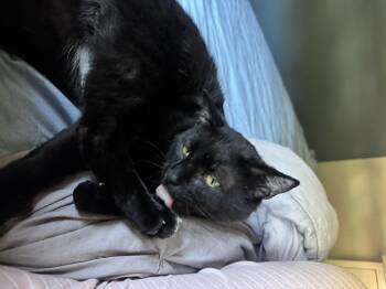 Zeus -  Domestic Short Hair Cat for Adoption in Rochester, Washington - Zeus | PetCurious