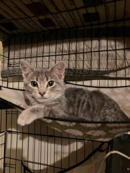 Cookie Crisp -  Domestic Short Hair Cat for Adoption in Milton, Delaware - Cookie Crisp | PetCurious
