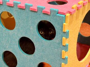 Barney -  Domestic Long Hair Cat for Adoption in Millcreek, Utah - Barney | PetCurious