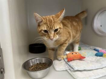 Domestic Short Hair Cats Available for Adoption in Mckinleyville, California - MICHAELANGELO | PetCurious