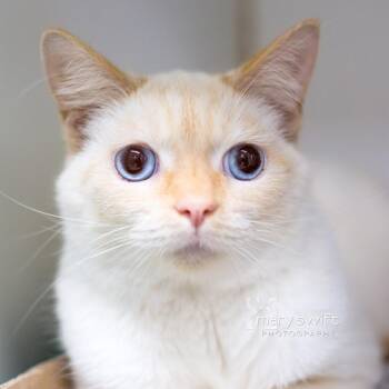 Pigeon -  Domestic Short Hair Cat for Adoption in Reisterstown, Maryland - Pigeon | PetCurious