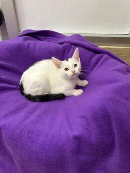 Feta -  Turkish Van Cat for Adoption in Parlier, California - Feta | PetCurious