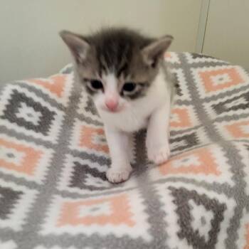 Shivers -  Domestic Short Hair Cat for Adoption in Kanab, Utah - Shivers | PetCurious
