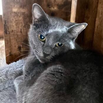 Autumn -  Domestic Short Hair Cat for Adoption in Fairmont, West Virginia - Autumn | PetCurious