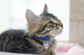 Beau -  Domestic Long Hair Cat for Adoption in Hot Springs, Arkansas - Beau | PetCurious