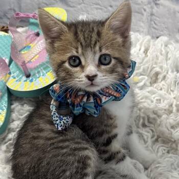 Trooper -  Domestic Short Hair Cat for Adoption in Harrisonburg, Virginia - Trooper | PetCurious